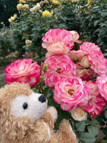 キレイで見惚れるダフ〜🧸🌹✨