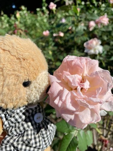 バラ香り🌹いいにおいくま💕