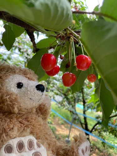 さくらんぼ狩りダフ🍒
色々食べ比べて美味しかったダフ🧸💕