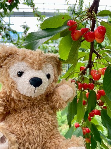 真っ赤なさくらんぼがいっぱいだったダフ🍒30粒食べたダフ✨