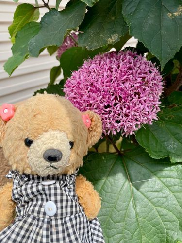 お散歩してて可愛い紫陽花見つけたくま🧸💕