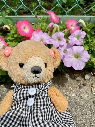 ピンクのお花、好きくま🧸💕