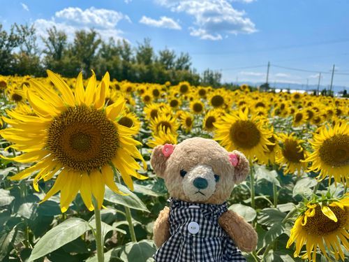 ひまわり元気いっぱい咲いてたくま🌻✨暑さに負けず頑張ろ〜💪