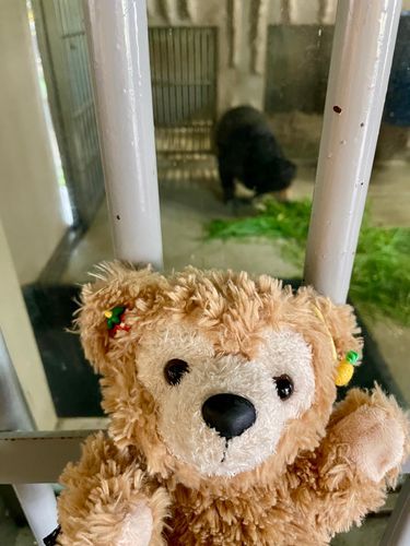 動物園でクマさん見たダフ🐻仲間ダフ🧸