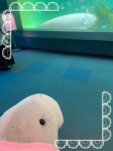 セレナとじゅんこ