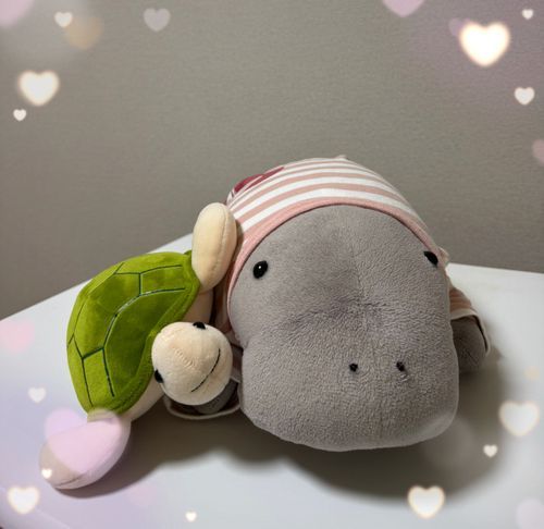 カメ吉と🐢