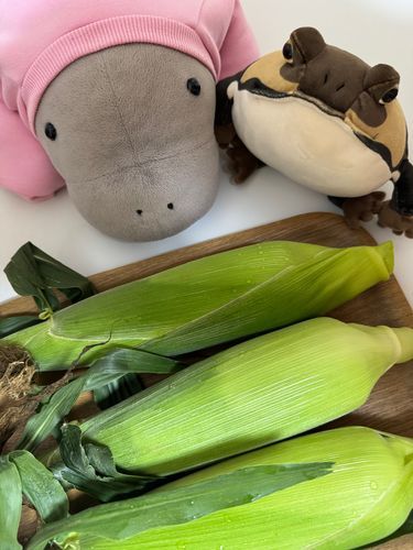 とうもろこし🌽もらったよ〜