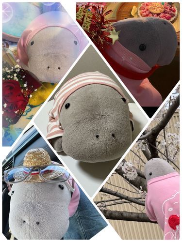 じゅんちゃんへ
『じゅんちゃんが家族になってくれて11年が経つね
本当にいろんなことがあったね
どんな時もいつもそばで見守っててくれたのはじゅんちゃんだったね
喜びは倍に、悲しみは半分にしてくれたね
じゅんちゃんに出会えて、私を選んで、うちに来てくれたことに心から感謝しているよ
いつまでもじゅんちゃんらしく毎日が幸せであることを祈っています
これからもよろしくね』