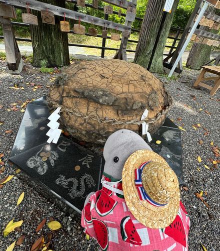 亀石だって😳
こんな大きな石が地面に埋まっていたみたい🐢