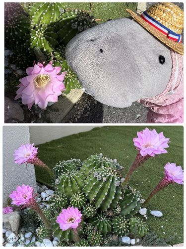 石ころサイズだったサボテンを庭に置いてみたら数年で急成長を遂げて花まで咲かせたよ🌸🌵
生命力にびっくり😳