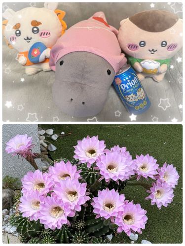 サボテンさんのお花いっぱい咲いたよ🌵🌸
コンビニでシーサーちゃんと栗まんちゃんのクリアフリー売ってたから買っちゃったよ😆✨