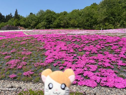 お花畑がワンダちゅだったのだ！（珍しくハム語）