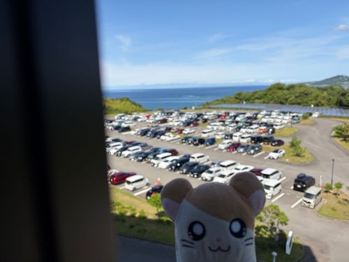 8時間かけて和歌山に来たのだ💦
海が見えるホテルに泊まったのだ！