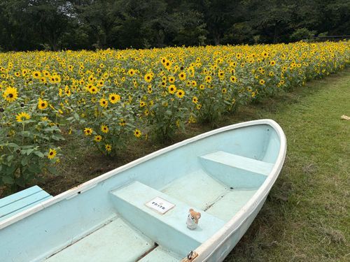 ひまわりがたくさん咲いてたのだー🌻
そのあとスコールに見舞われるとは…なのだ