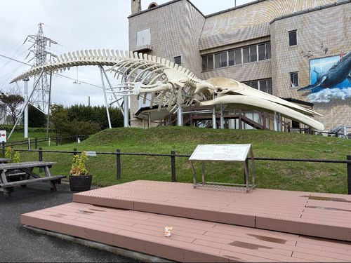 〜千葉旅行〜
くじらの骨なのだ！ぼくがとっても小さく見えるのだ！