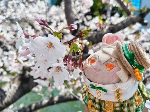 今年もきれいだね🌸
