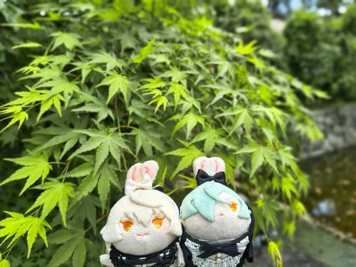 青もみじ