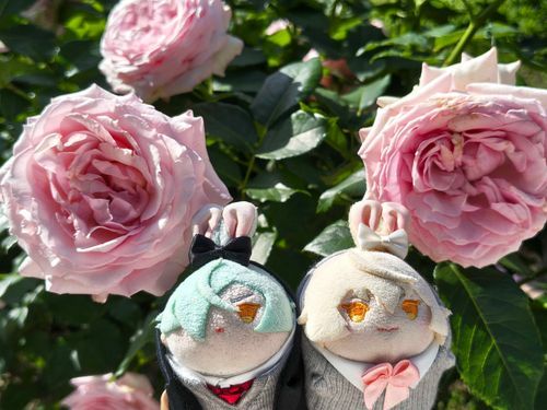 薔薇