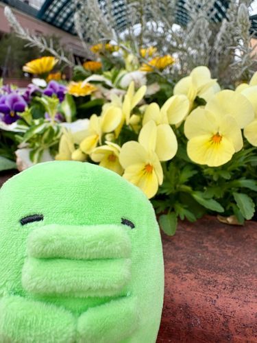 おはな きれいだね🌸