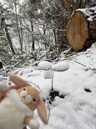 雪山にて、可愛い葉っぱ発見したよ