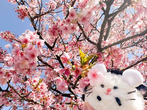 はやざきさくら？ が さく して ました🌸
はる すぐ そこ？🍙🐭ﾁｩ!!