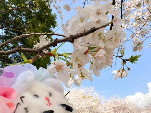 いいおてんき☀️
おはなみ びより でした🌸🍙🐭ﾁｩ!