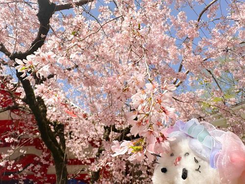 しだれざくら？ ぴんく で ちいさい けど かわいい おはな🌸🍙🐭ﾁｩ!
