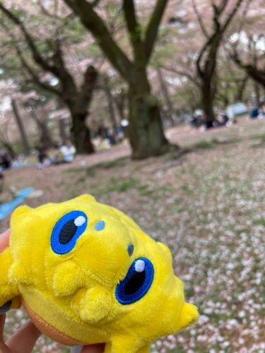 ずっとまえにお花見したときの。さいきんさむいから、はやくまたあたたかくなってほしいな