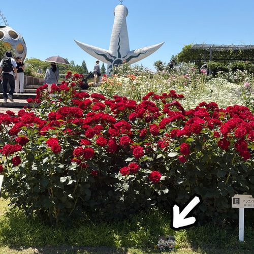 万博記念公園に行ってきたよ！
太陽の塔の後ろ姿と一緒に📸