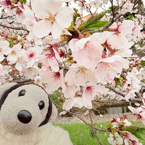 桜を見に行きました 同じくらいかわいいね、えだまめさん