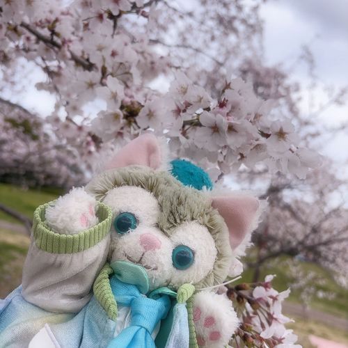 桜満開だね🌸🌸
