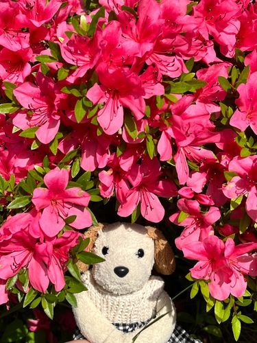 花ざかりのぬいたちへ