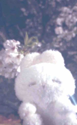 ねむ とおんなじ色 の桜
やさしいいろだね かわいい ね🌸