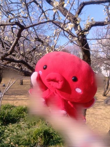 このまえね〜！こうえんでね！うめさんをみたんだよっーー！ぼくねぼくね！うめさんはぼくといろがにてるからダイすき！
