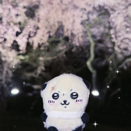 夜桜 · · · かッ · · · · 