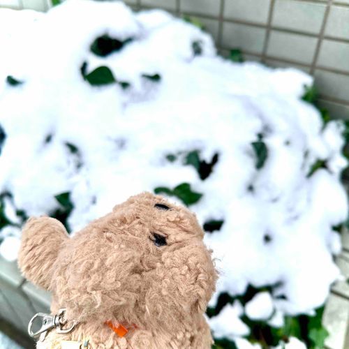 ゆきだ！ゆきだ！
わんわんわんわんわんわん
ゆき！
わんわん！
わん！🐶⛄️

（文責:れっくす（はしゃぎ））