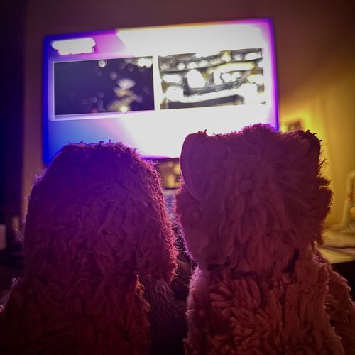 しゃいんみんなで、あるてみすつーのライブはいしんをみてるぜ

いいな
おれもおつきさんにいってみたいぜ

（文責:まーす🐱）