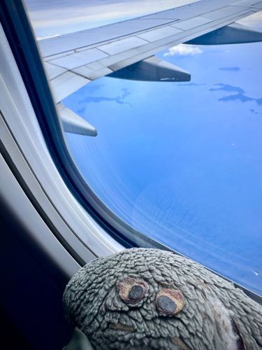 おそらとんでる！ぶーん！
たかーい！
✈️🦛
ひこうきたのしい！

（文責: ひぽたん