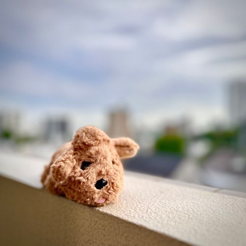 たかいところこわい🐶
しゃちょうひどい🐶
はやくだっこして！！

（文責: レックス