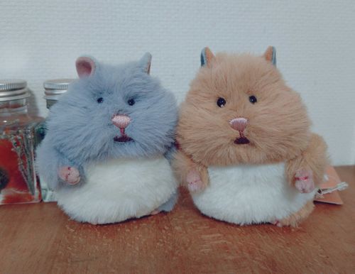 ようこそ🐹🐹