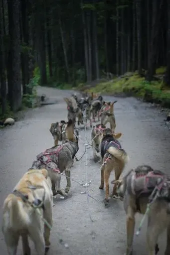 Husky Homestead in Denali region of Alaska