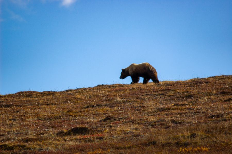 Denali National Park in undefined region of undefined