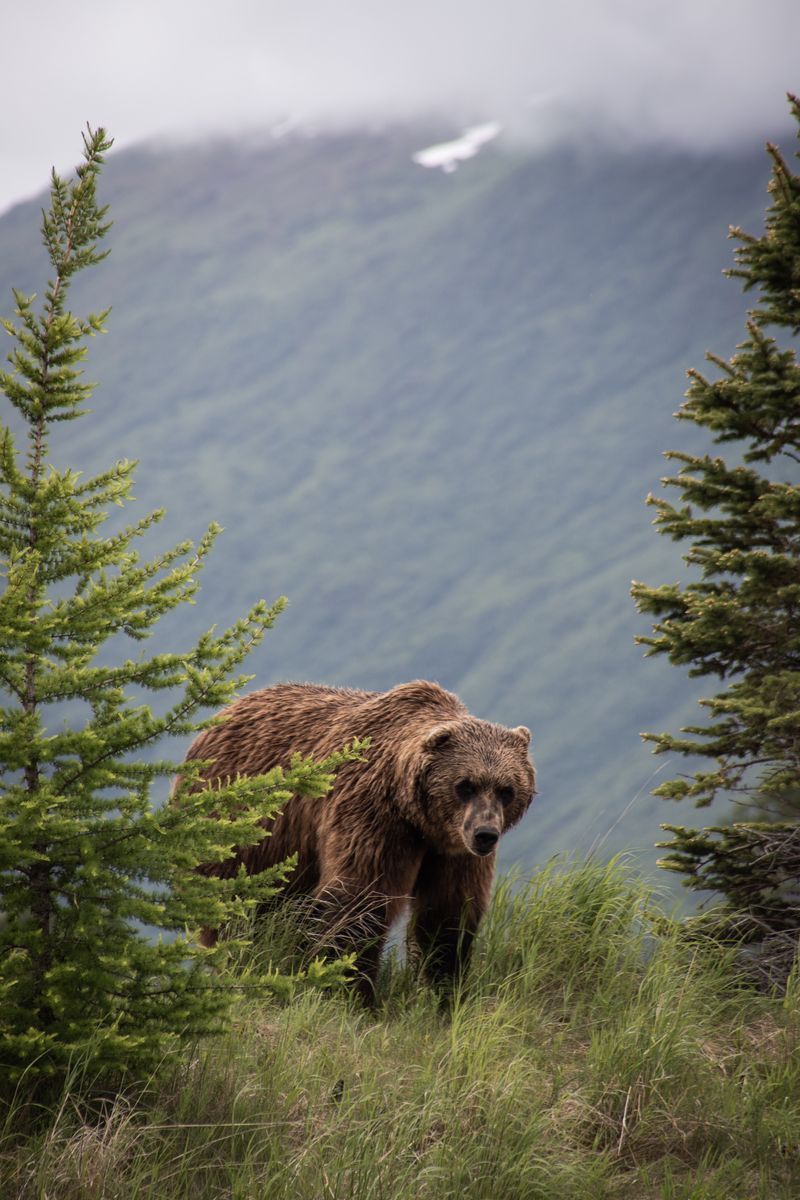 Bear Viewing Adventure in undefined region of undefined