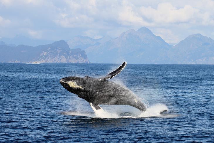 Kenai Fjords Cruise in undefined region of undefined