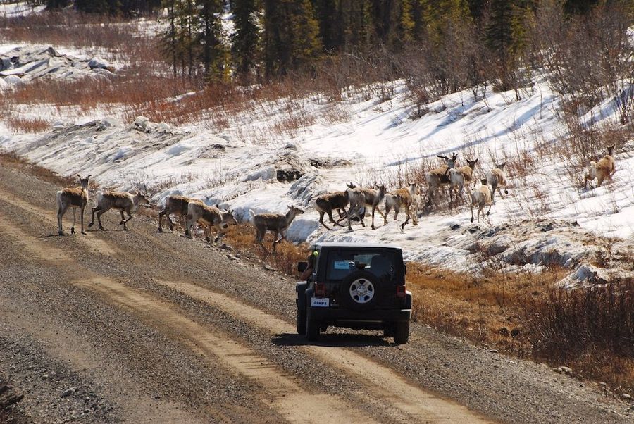 Denali Jeep Tour in undefined region of undefined