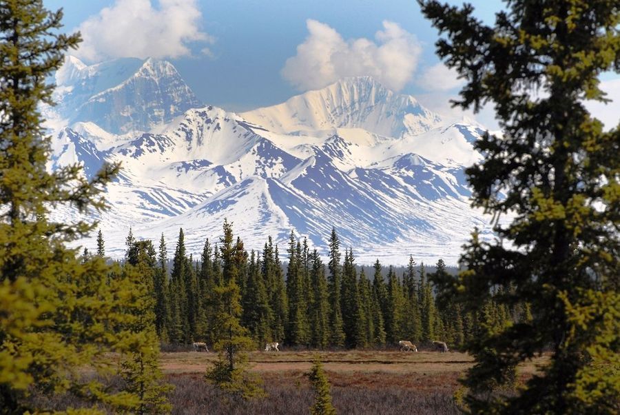 Denali Jeep Tour in undefined region of undefined