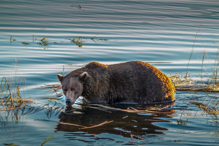 Bear Viewing Adventure in undefined region of undefined