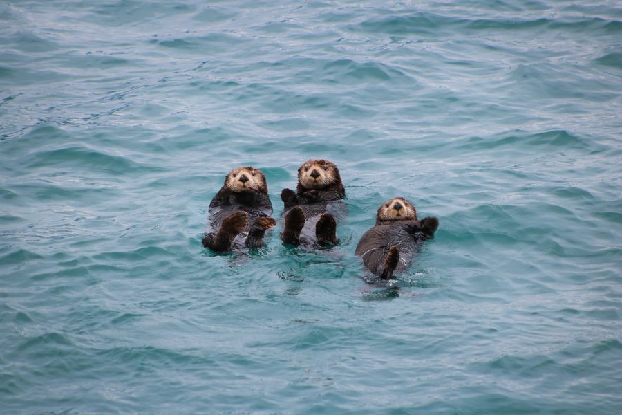 Kenai Fjords Cruise in undefined region of undefined