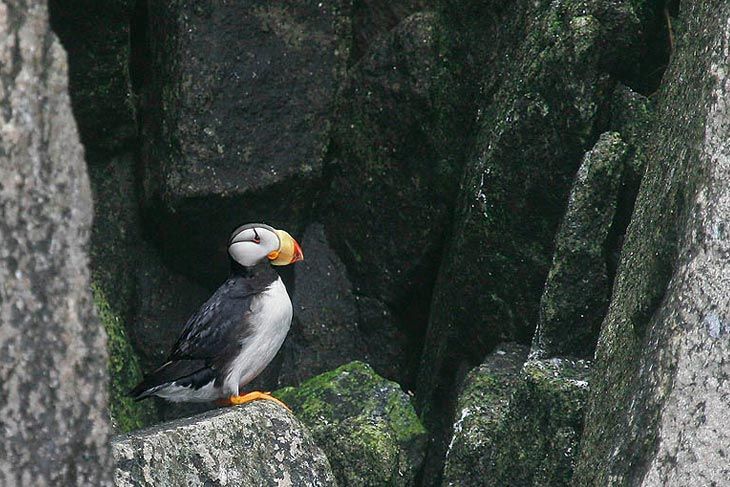 Kenai Fjords Cruise in undefined region of undefined