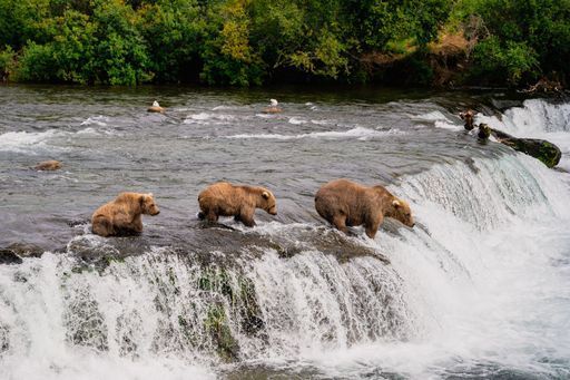 Bear Viewing Adventure activity image